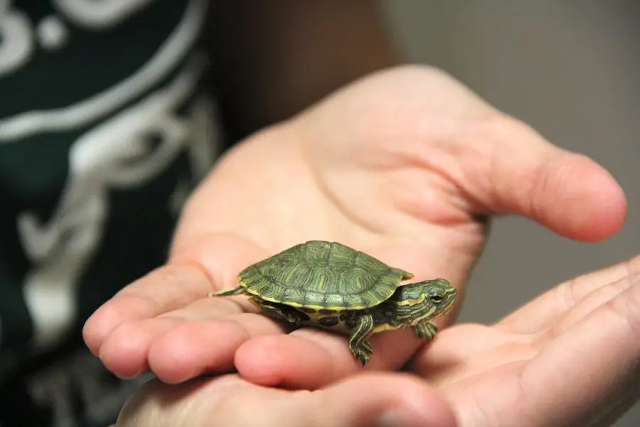 turtles healthy and active 03268301979 — photo 2