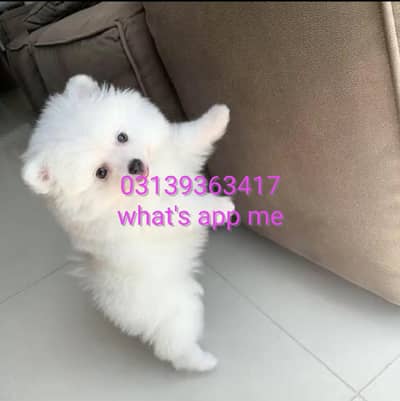 Pomeranian puppies