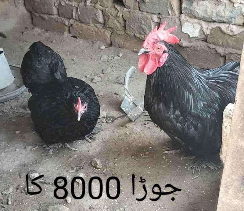 bantam ,black bantam , 0