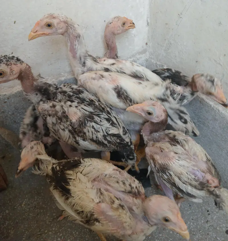 Mianwali — photo 2