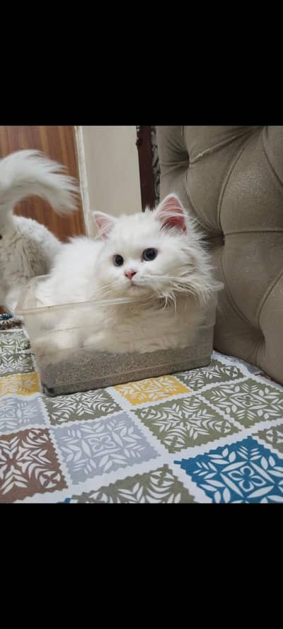 pure persian male cat