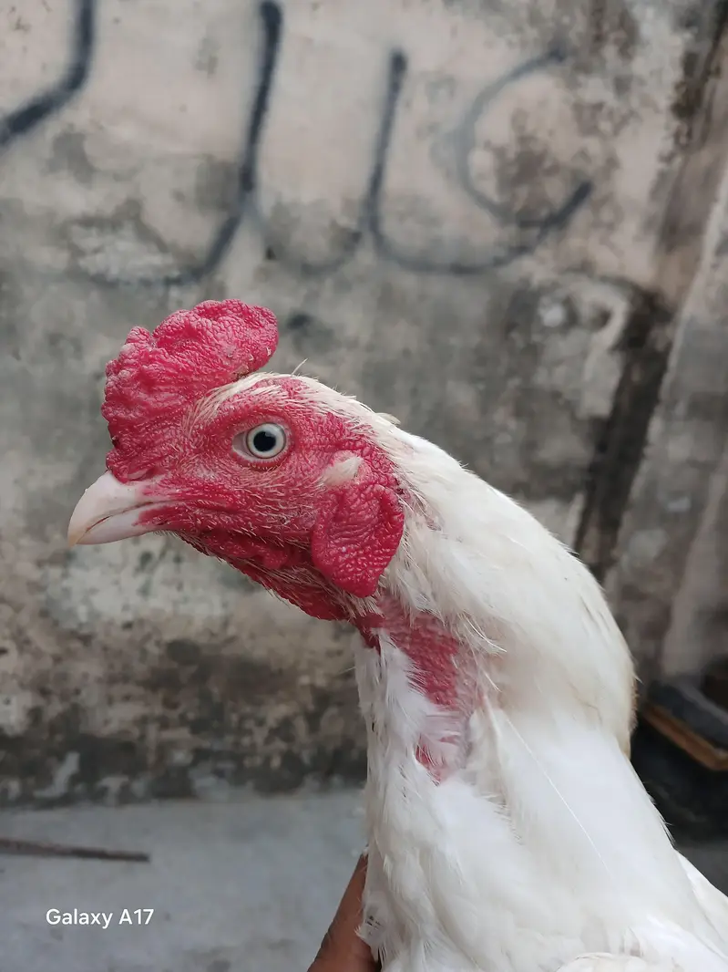 hera breeder White eyes blue ring — photo 4