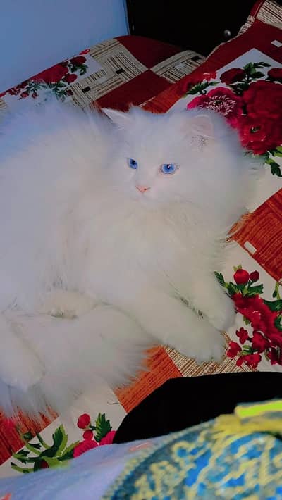 Persian cat available for sale