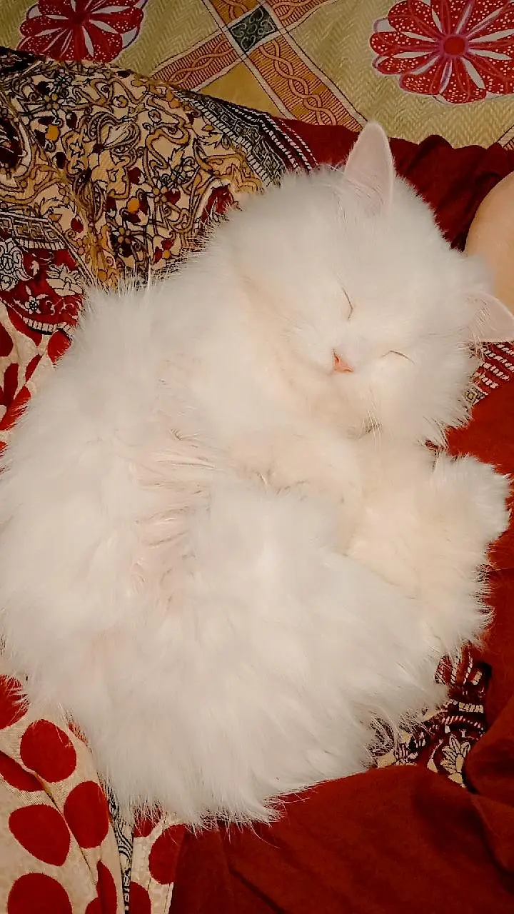 Persian cat available for sale — photo 2