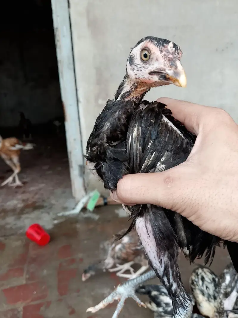 aseel Heera hen — photo 5