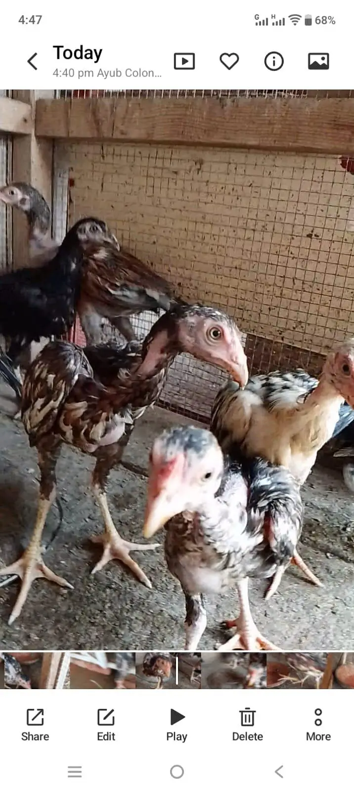 aseel Heera hen — photo 6