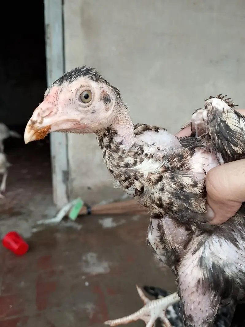 aseel Heera hen — photo 7