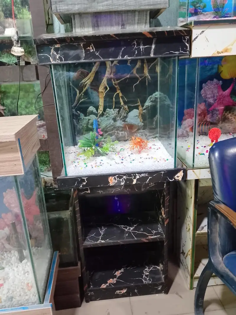 Fish aquarium Munseeb price 03268301979 — photo 4