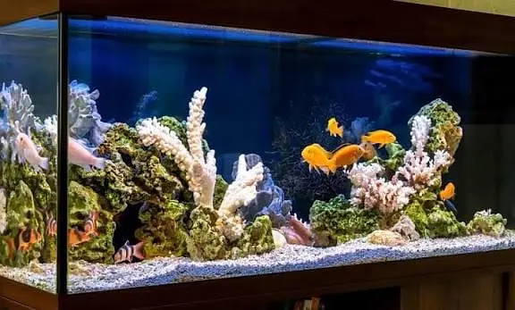 Fish aquarium Munseeb price 03268301979 — photo 6