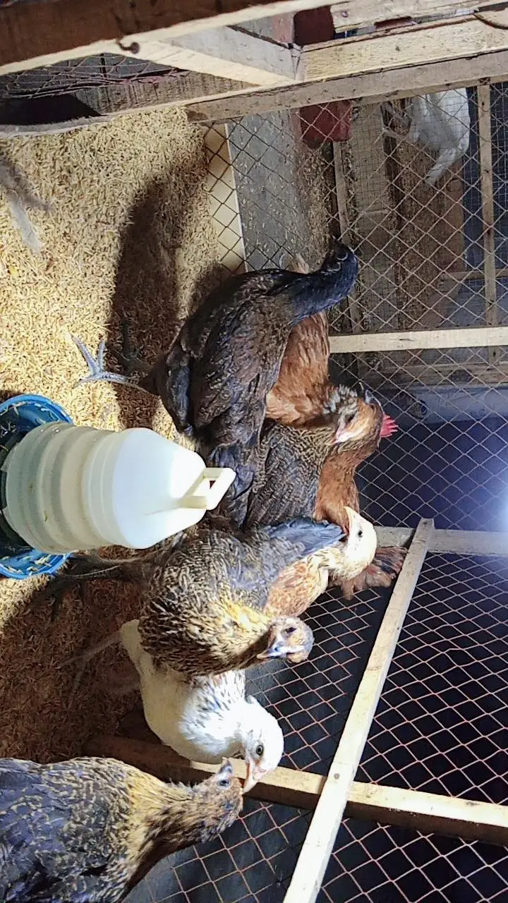 Golden Misri Chicks | Golden Misri Hen | Golden Misri Pathi — photo 2