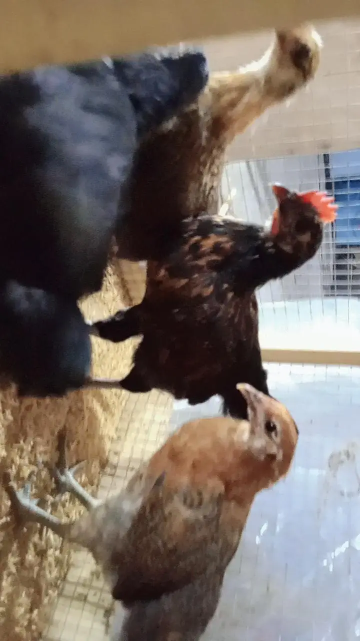 Golden Misri Chicks | Golden Misri Hen | Golden Misri Pathi — photo 3