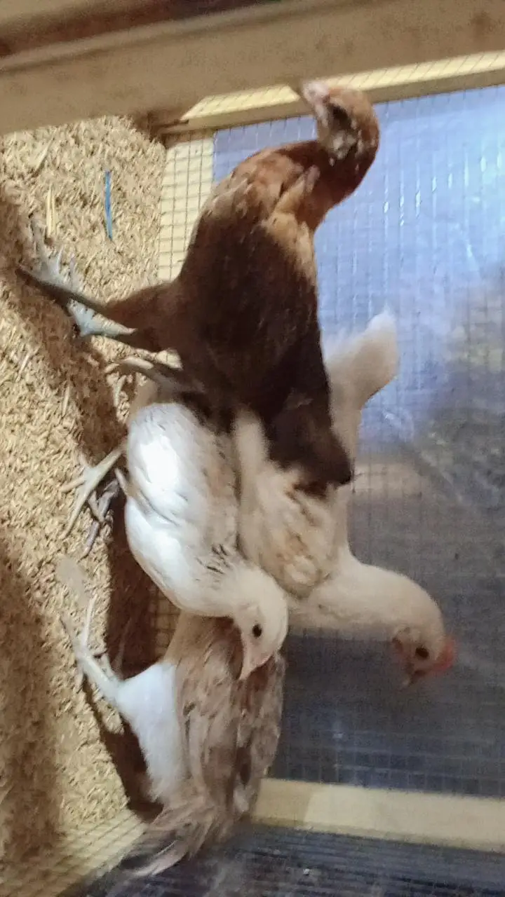 Golden Misri Chicks | Golden Misri Hen | Golden Misri Pathi — photo 4