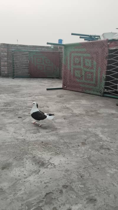 for sale