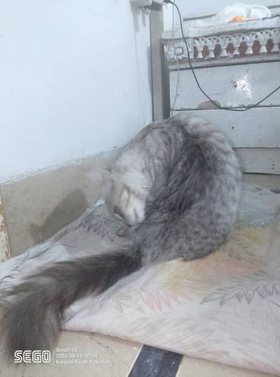 cat for sale
