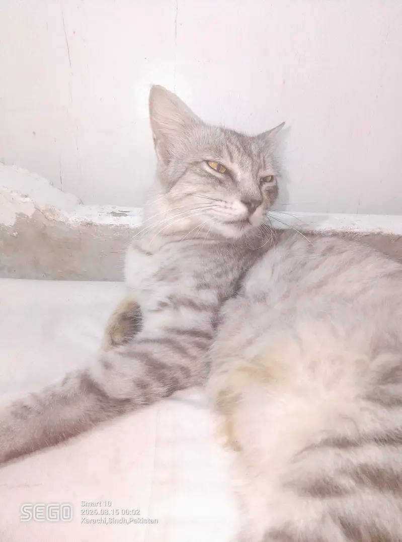 cat for sale — photo 2