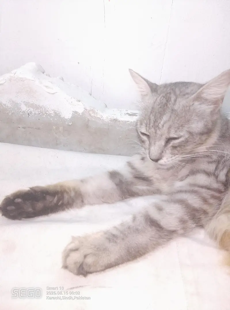 cat for sale — photo 3