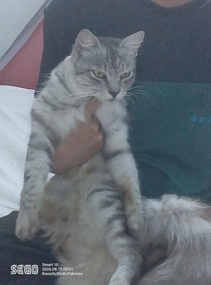 cat for sale — photo 4