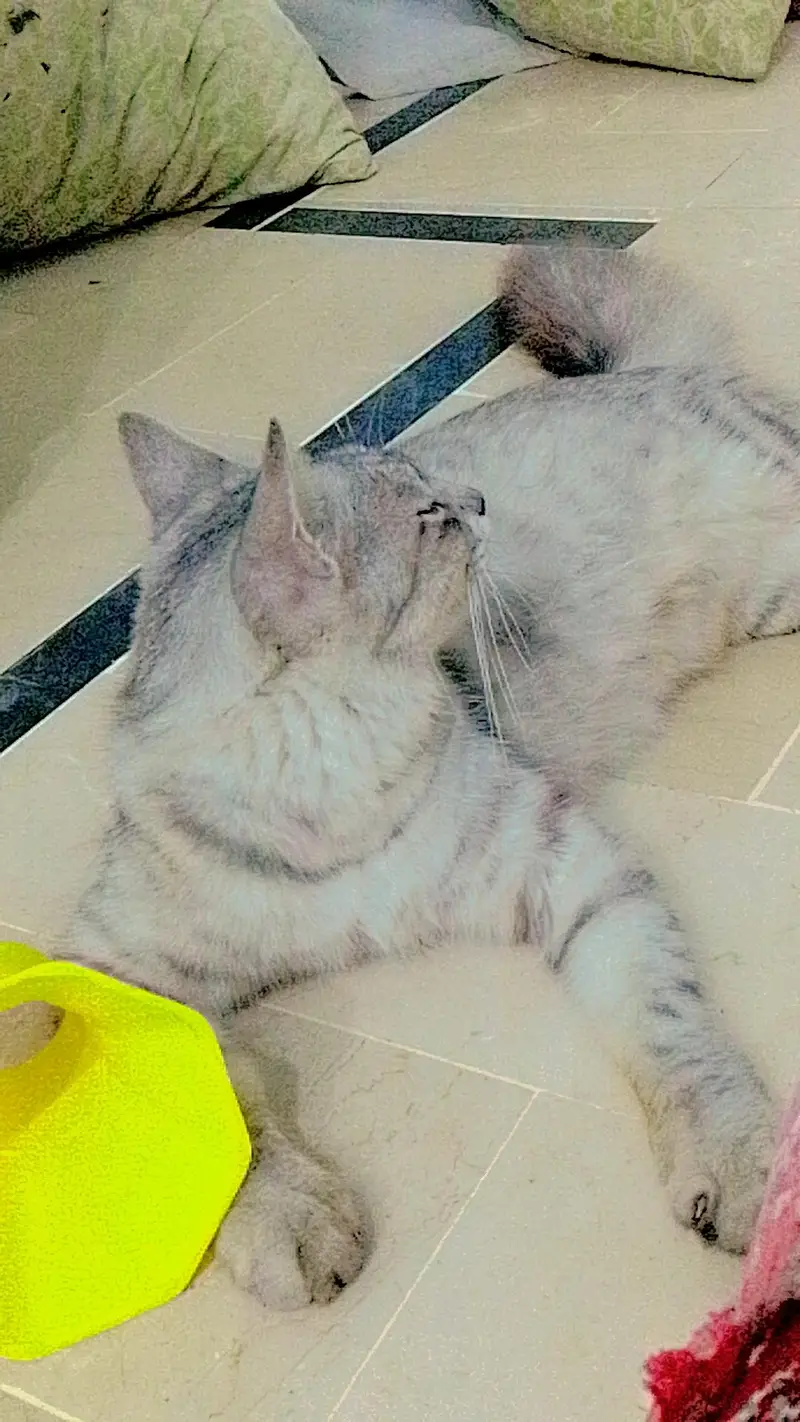 cat for sale — photo 5