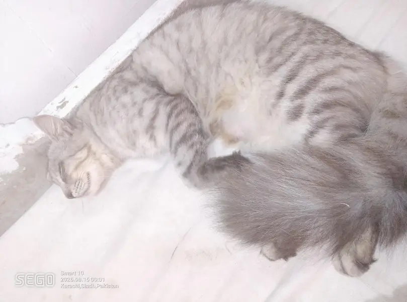 cat for sale — photo 6