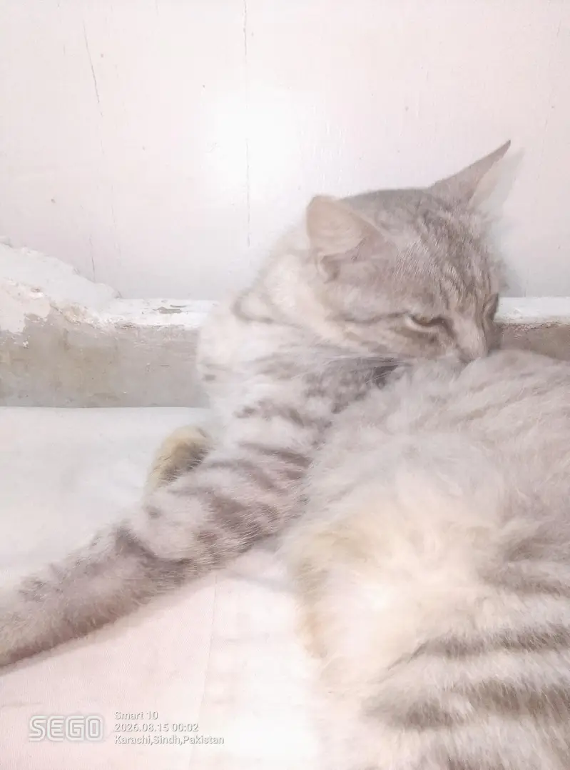 cat for sale — photo 7