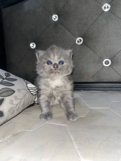 Persian cat