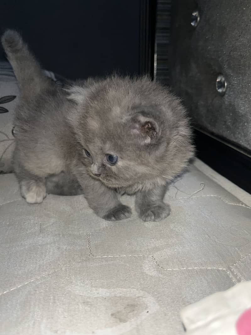 Persian cat 1