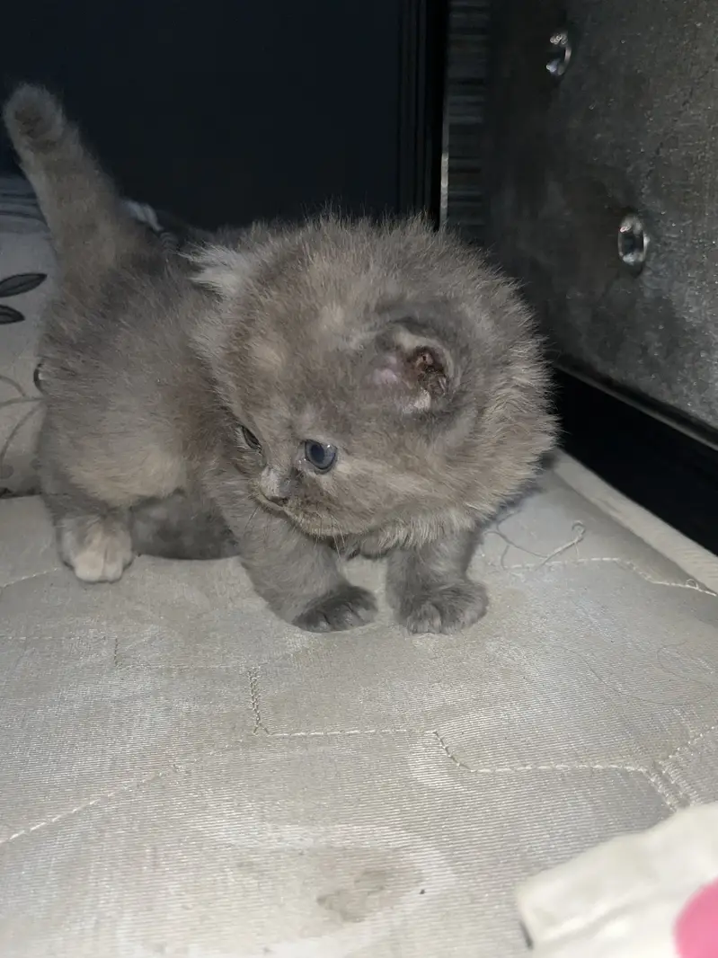 Persian cat — photo 2