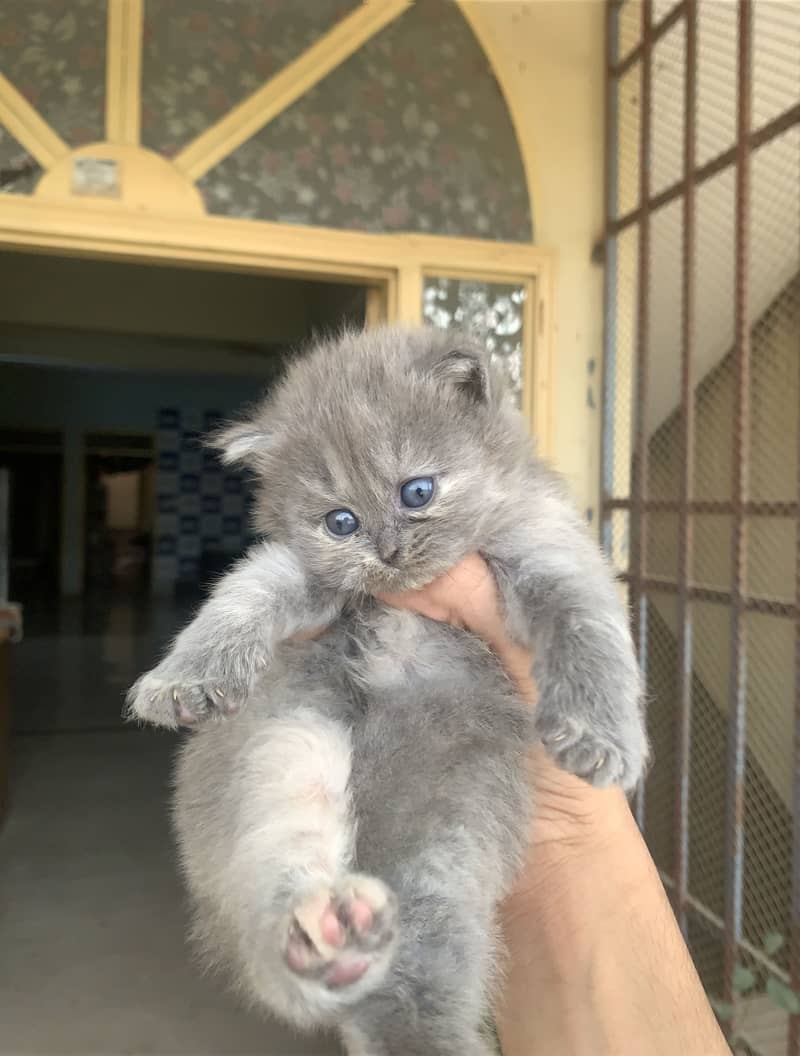 Persian cat 2