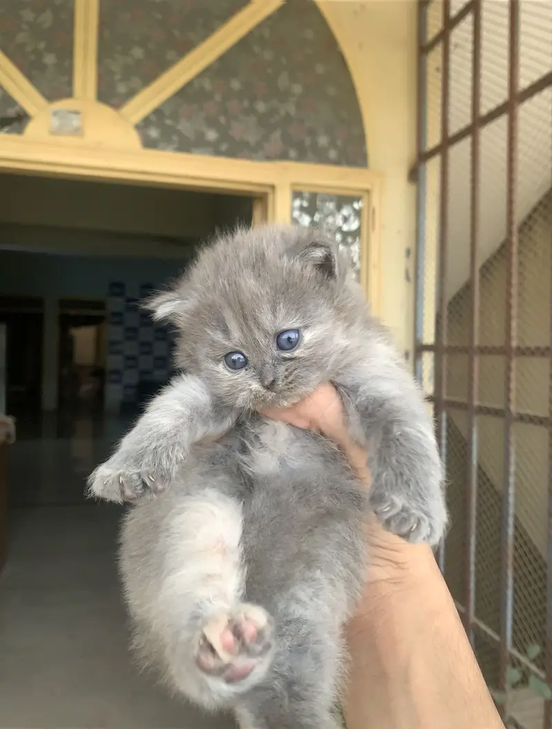 Persian cat — photo 3