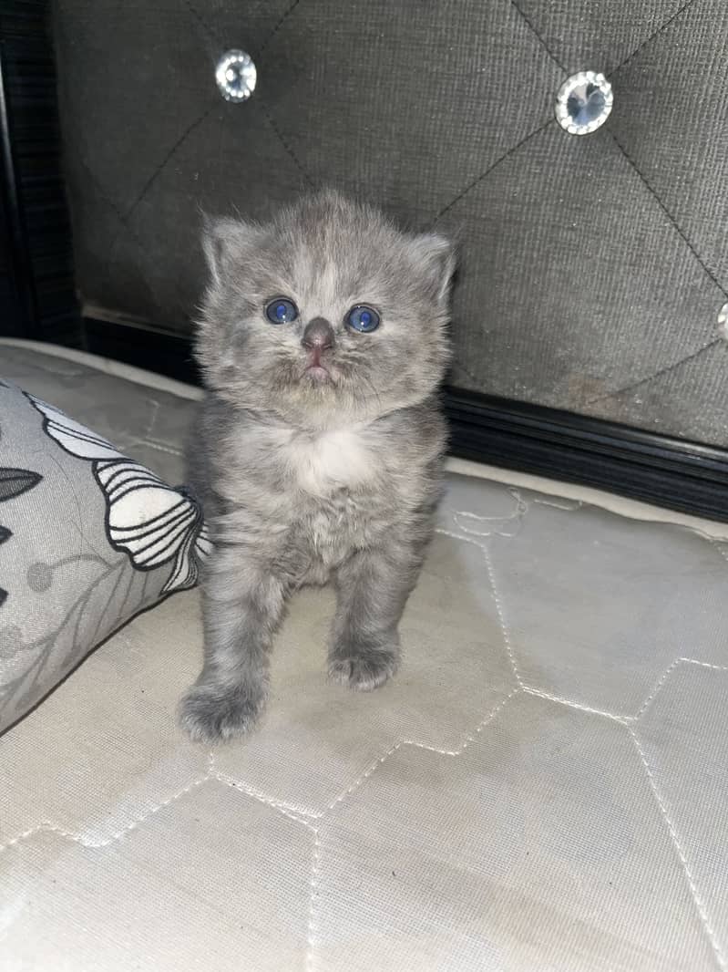 Persian cat 3