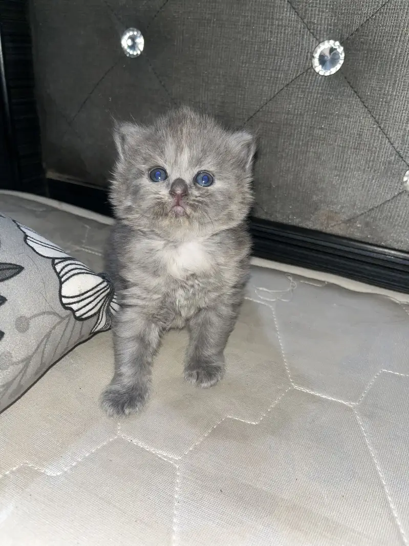 Persian cat — photo 4