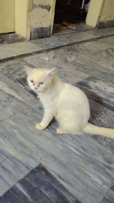 persian cat