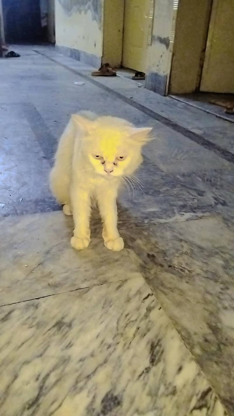 persian cat 1