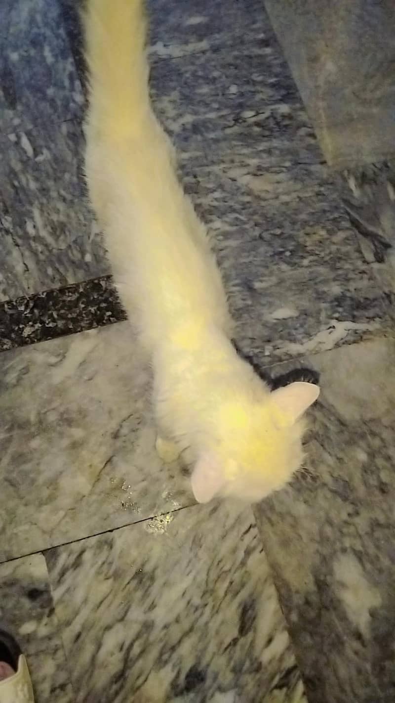persian cat 3