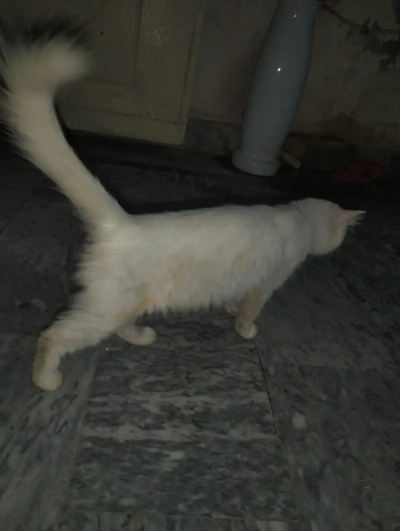 persian cat — photo 5