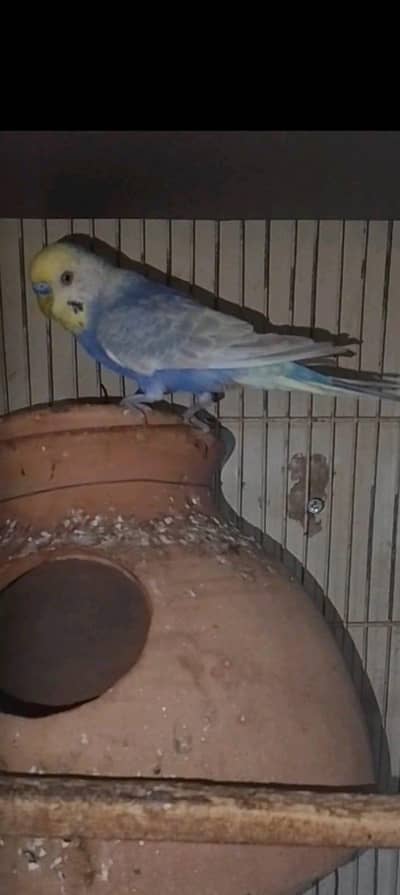 RAINBOW Budgie Australian Bajri Hogoromo