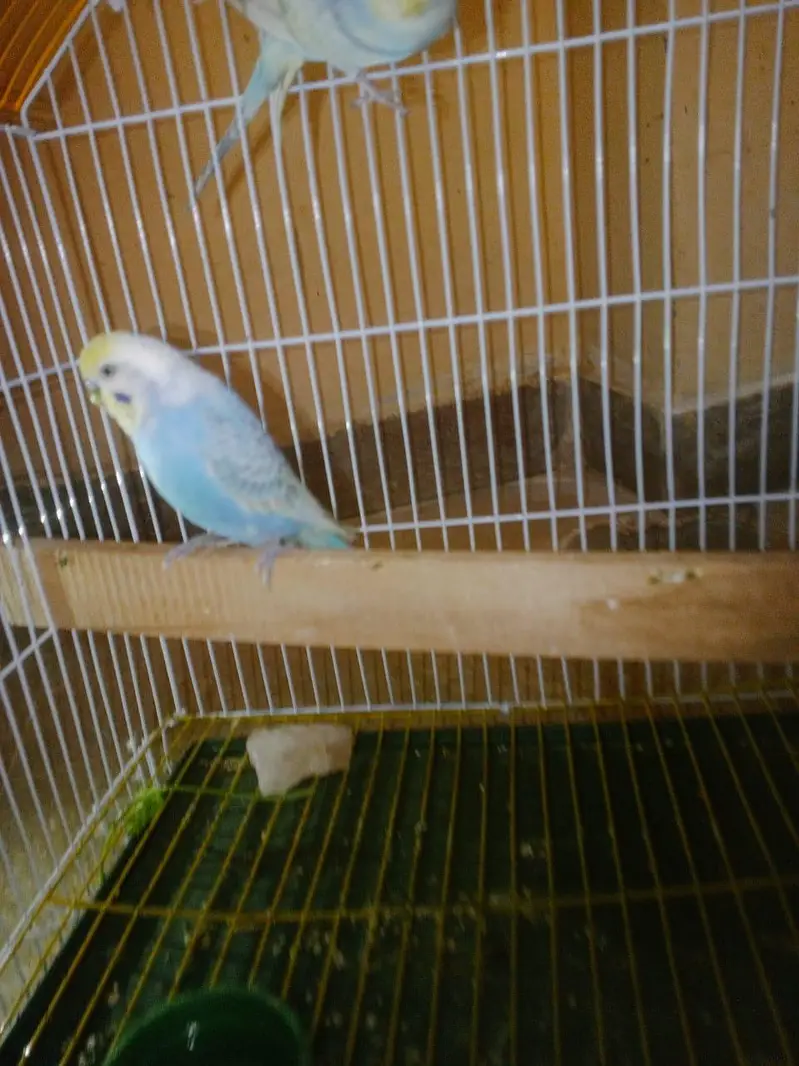 RAINBOW Budgie Australian Bajri Hogoromo — photo 2