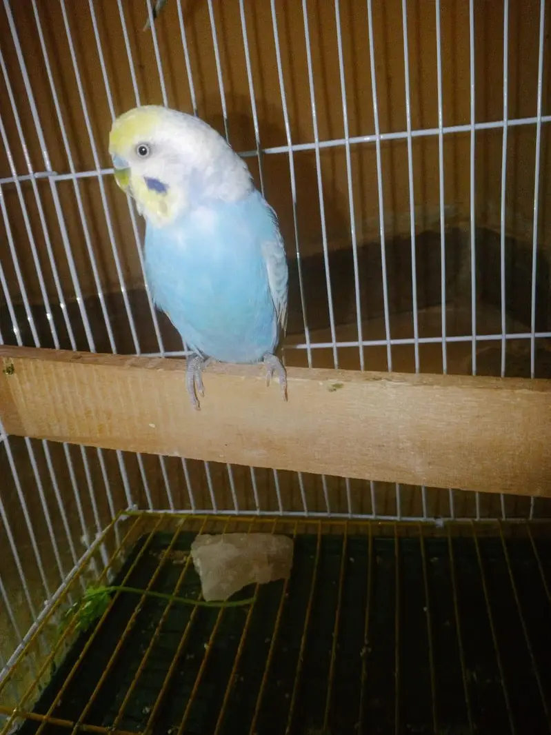 RAINBOW Budgie Australian Bajri Hogoromo — photo 3