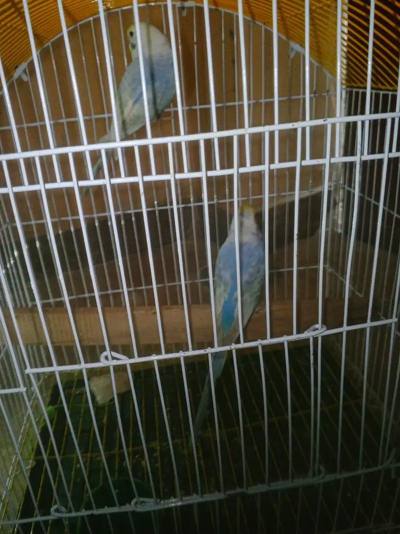 RAINBOW Budgie Australian Bajri Hogoromo — photo 4