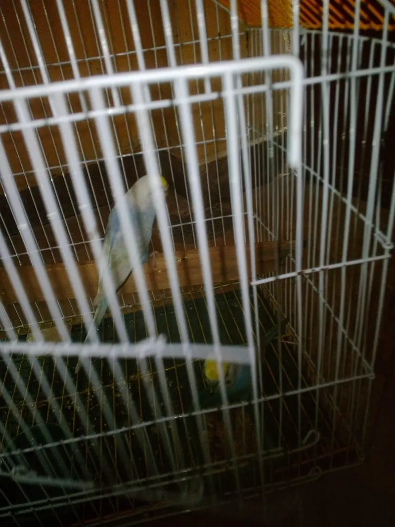RAINBOW Budgie Australian Bajri Hogoromo — photo 5