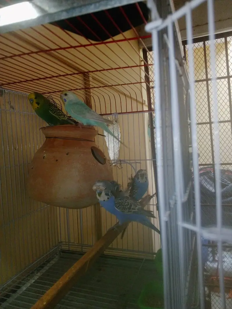 RAINBOW Budgie Australian Bajri Hogoromo — photo 6