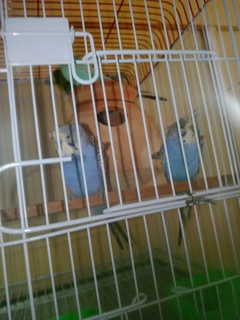 RAINBOW Budgie Australian Bajri Hogoromo — photo 7