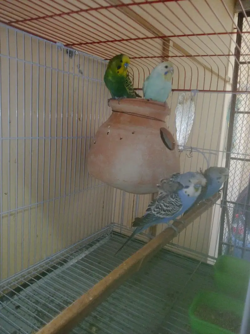 RAINBOW Budgie Australian Bajri Hogoromo — photo 8