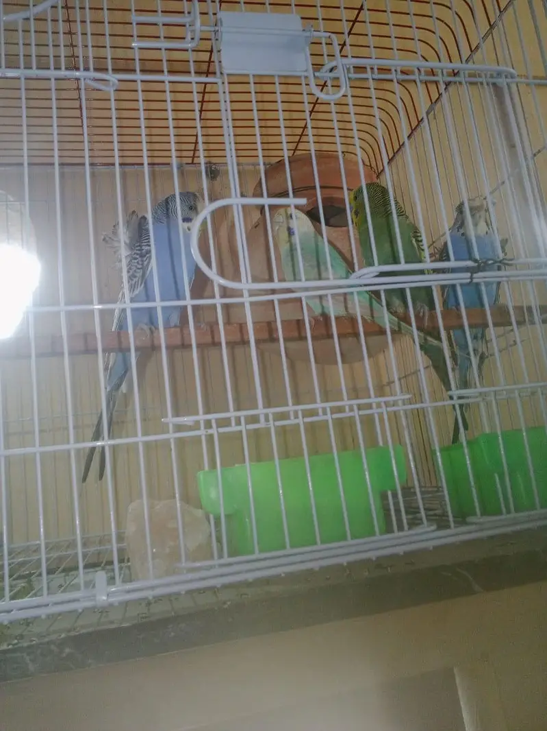 RAINBOW Budgie Australian Bajri Hogoromo — photo 9