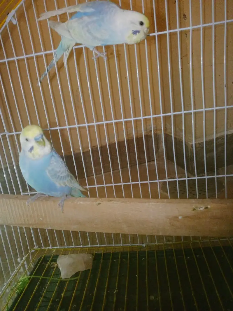 RAINBOW Budgie Australian Bajri Hogoromo — photo 10