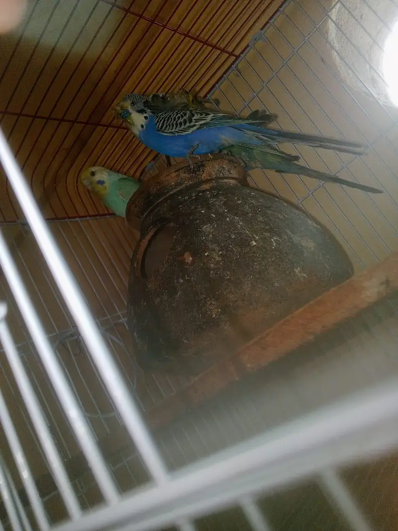 RAINBOW Budgie Australian Bajri Hogoromo — photo 11