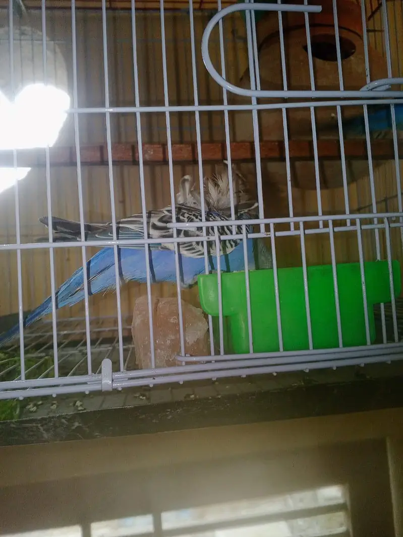 RAINBOW Budgie Australian Bajri Hogoromo — photo 12