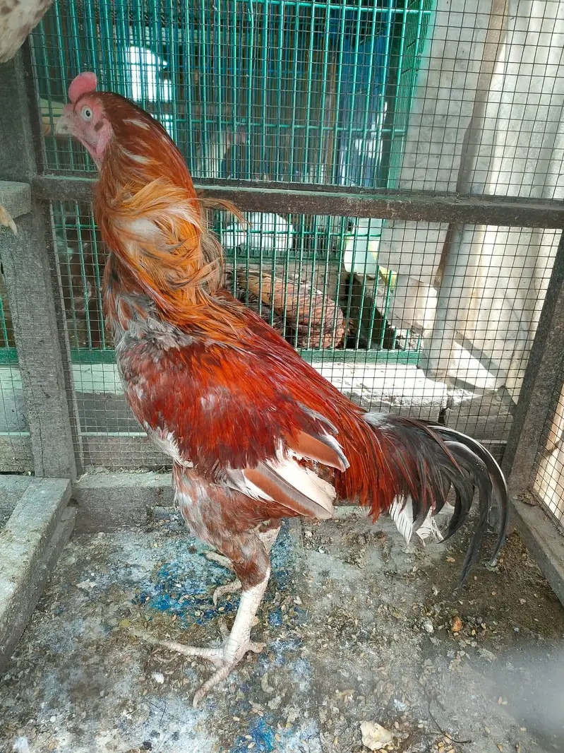 aseel breedar — photo 3