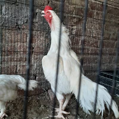 Heera Aseel Egg