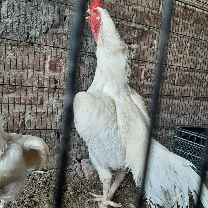 Heera Aseel Egg — photo 2